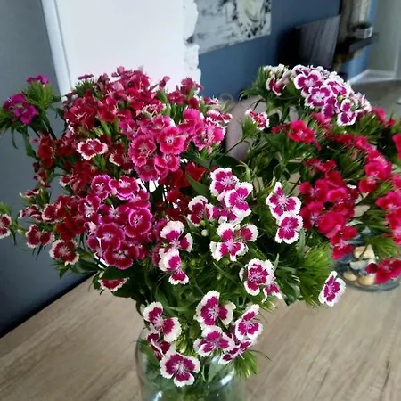 Mihajlovic Luxury Apartment -Center-Skopje *