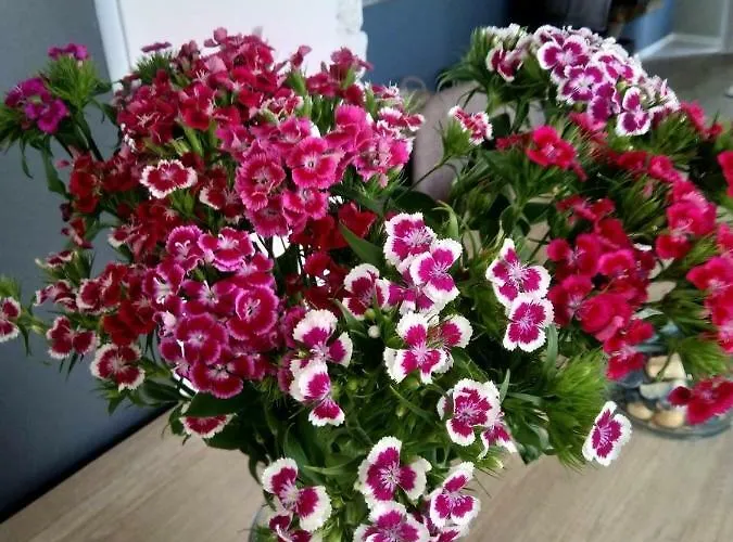 Mihajlovic Luxury -center-skopje *